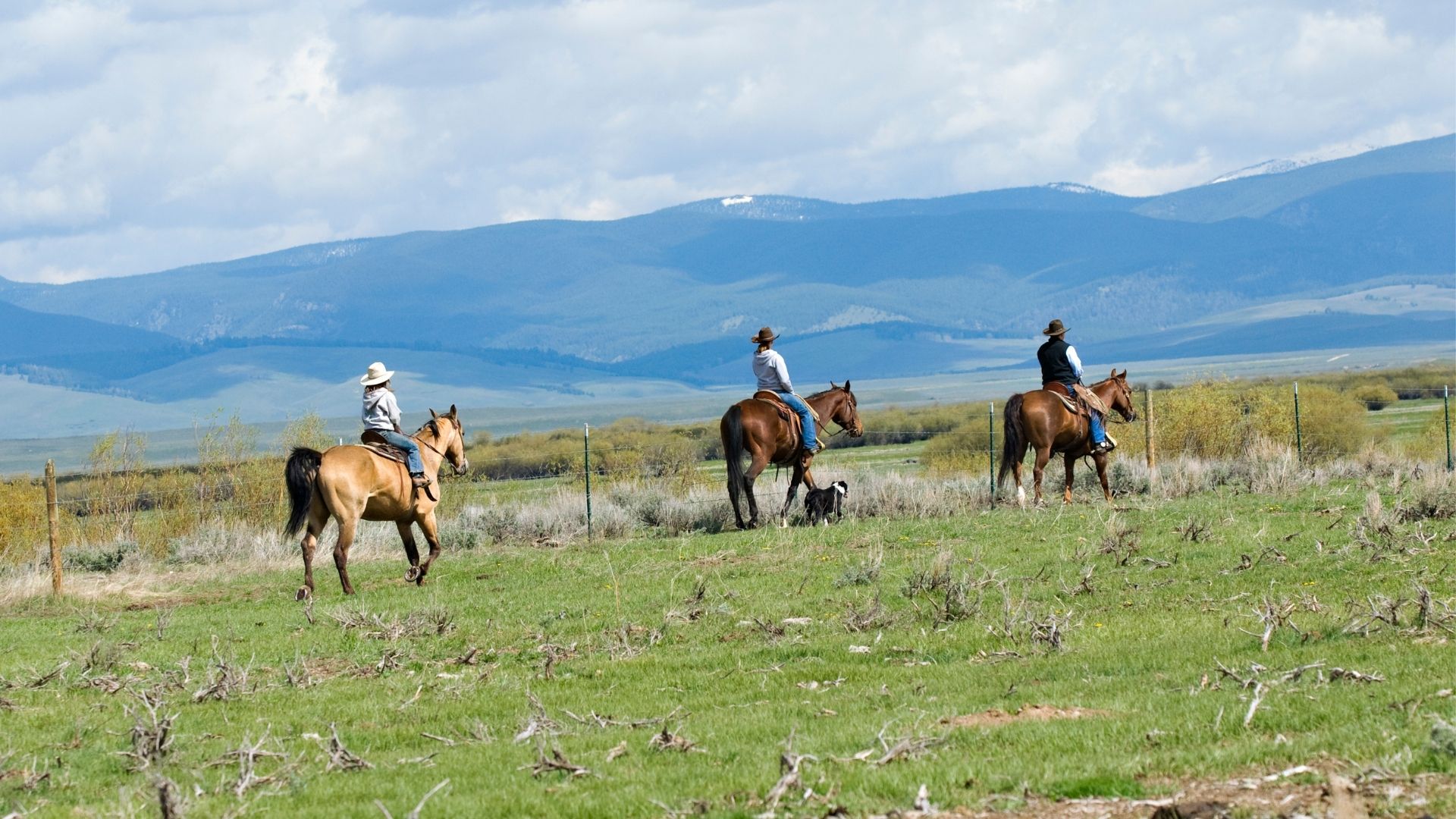 Leasing A Horse How Much It Cost And What You Should Know