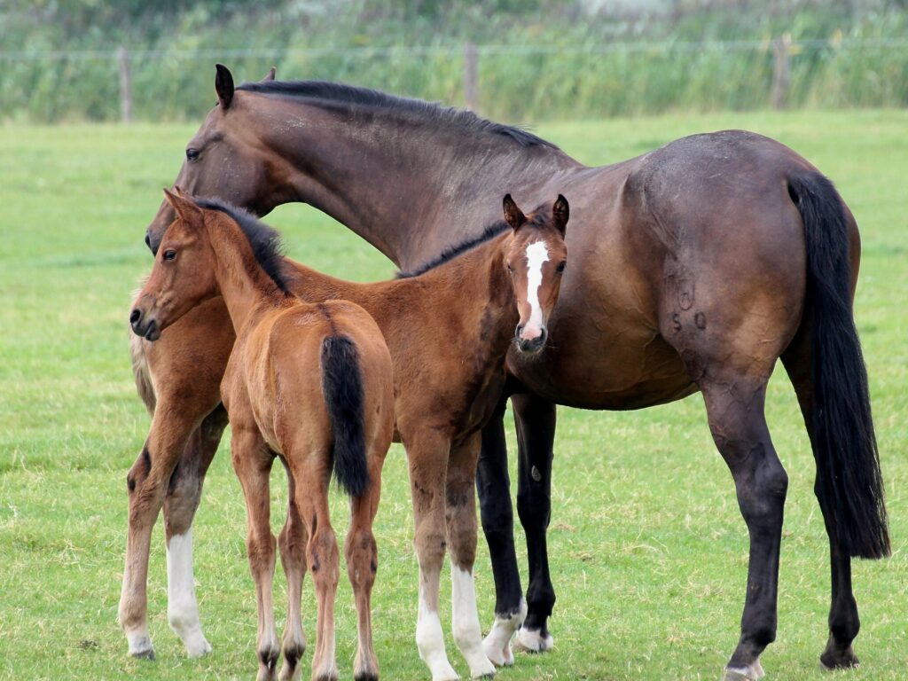Picture of a mare and her foals, have to decide on the best horse names,