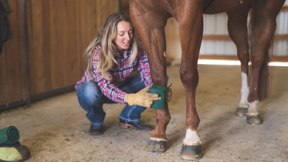 Essential Horse Tack: A Beginner's Guide For New Owners