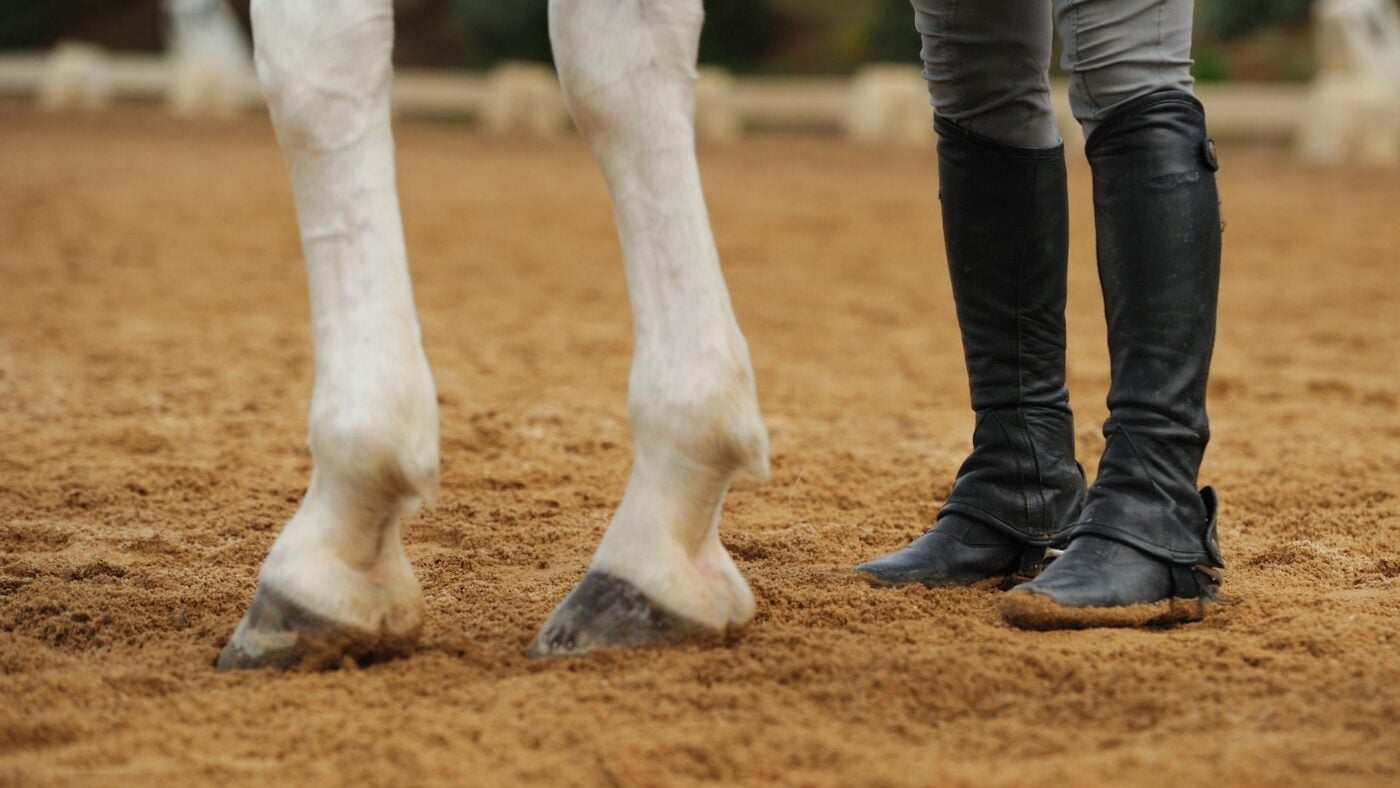 Healthy horse front legs with clean, tight tendons from knee to fetlock