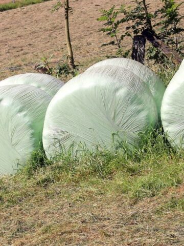Picture of round hay bales wrapped in a field.