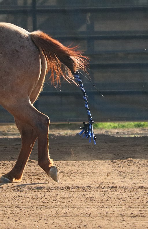 Picture of a horse with a tail bags