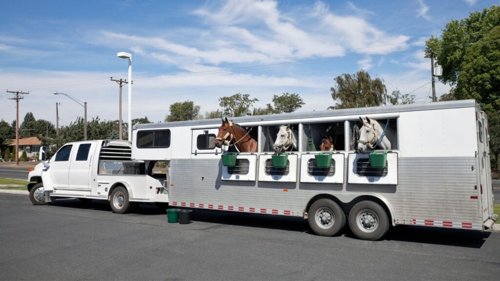 Picture of a horse transport service hauling horses.