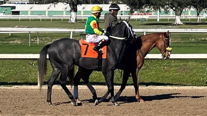 Why Good Conformation Is Important in Performance Horses