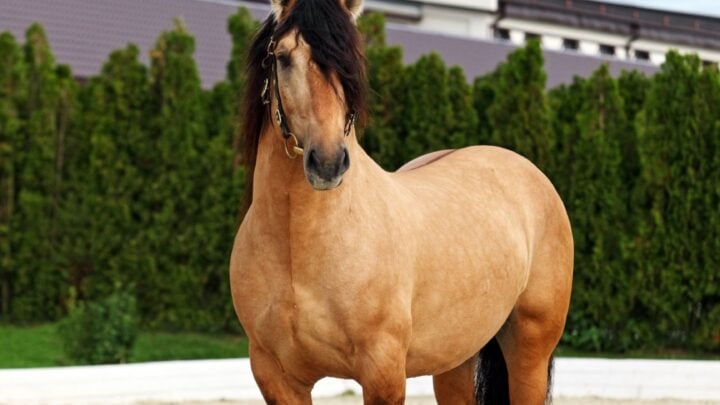 Picture of a Paso Fino, a famous gaited horse.