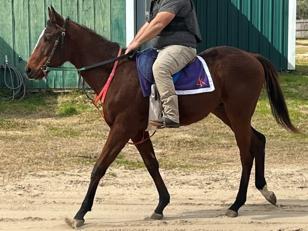 Picture of a horse walking