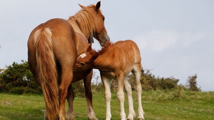 What Do You Call a Female Horse? Filly, Mare, Broodmare, and Dam Explained