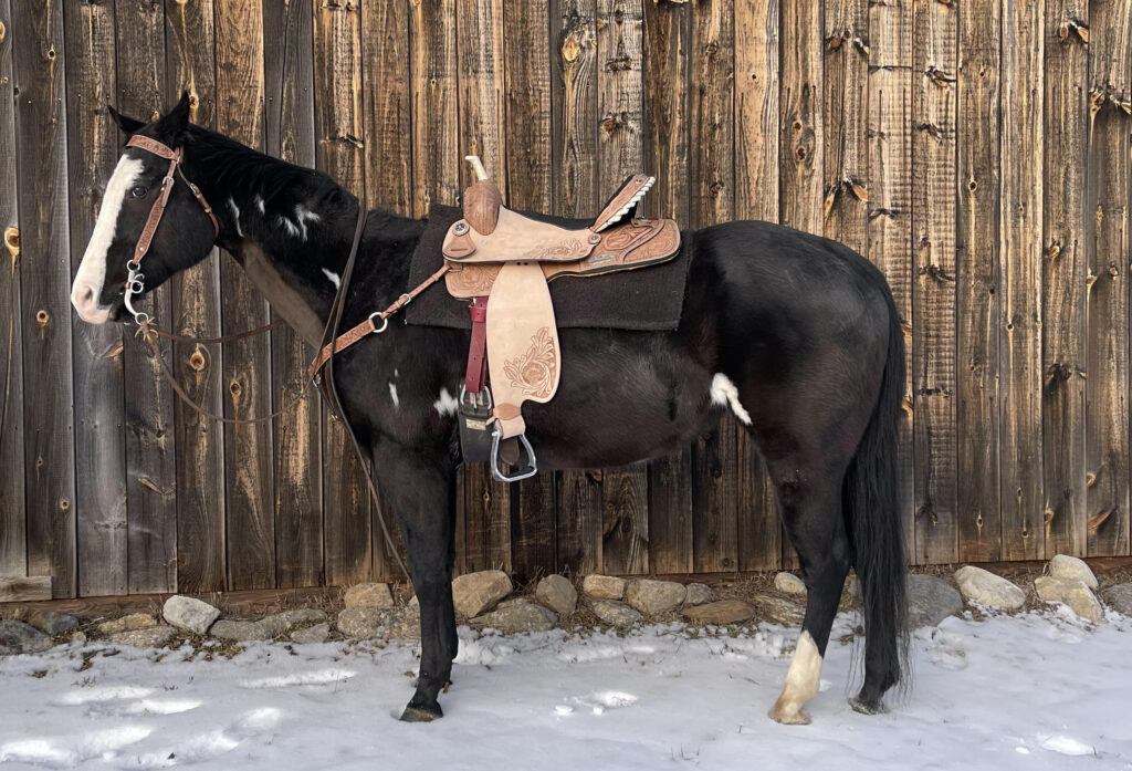 Picture of a horse with a western saddle.