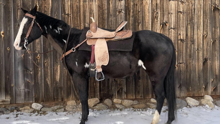 Picture of a horse with a western saddle.