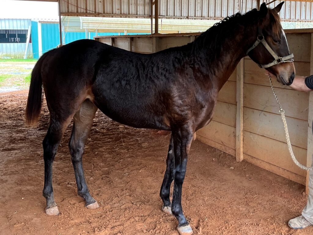 Picture of two year old skinny colt. 