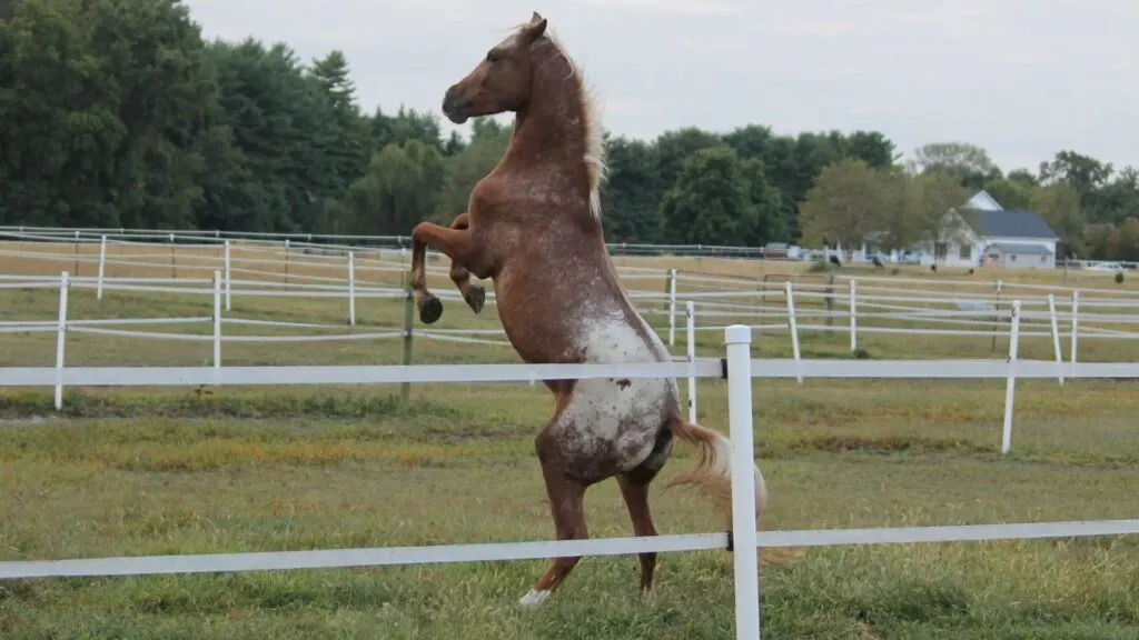 Picture of an appaloosa horse rearing up.