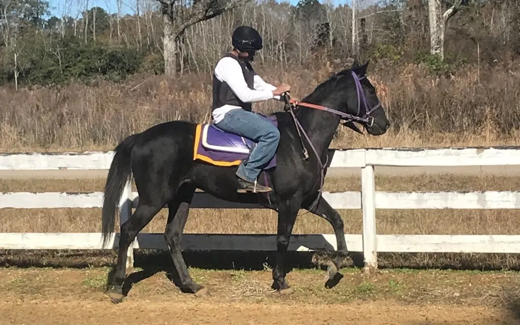 Picture of a black race horse