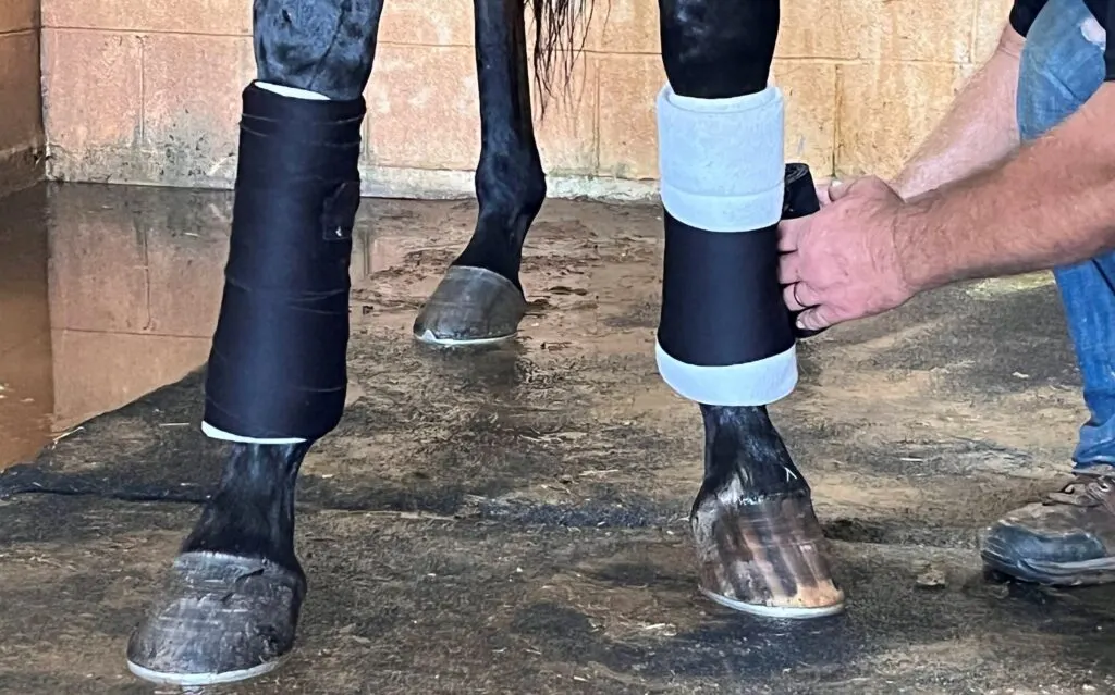 Picture of a horse getting its front legs wrapped.