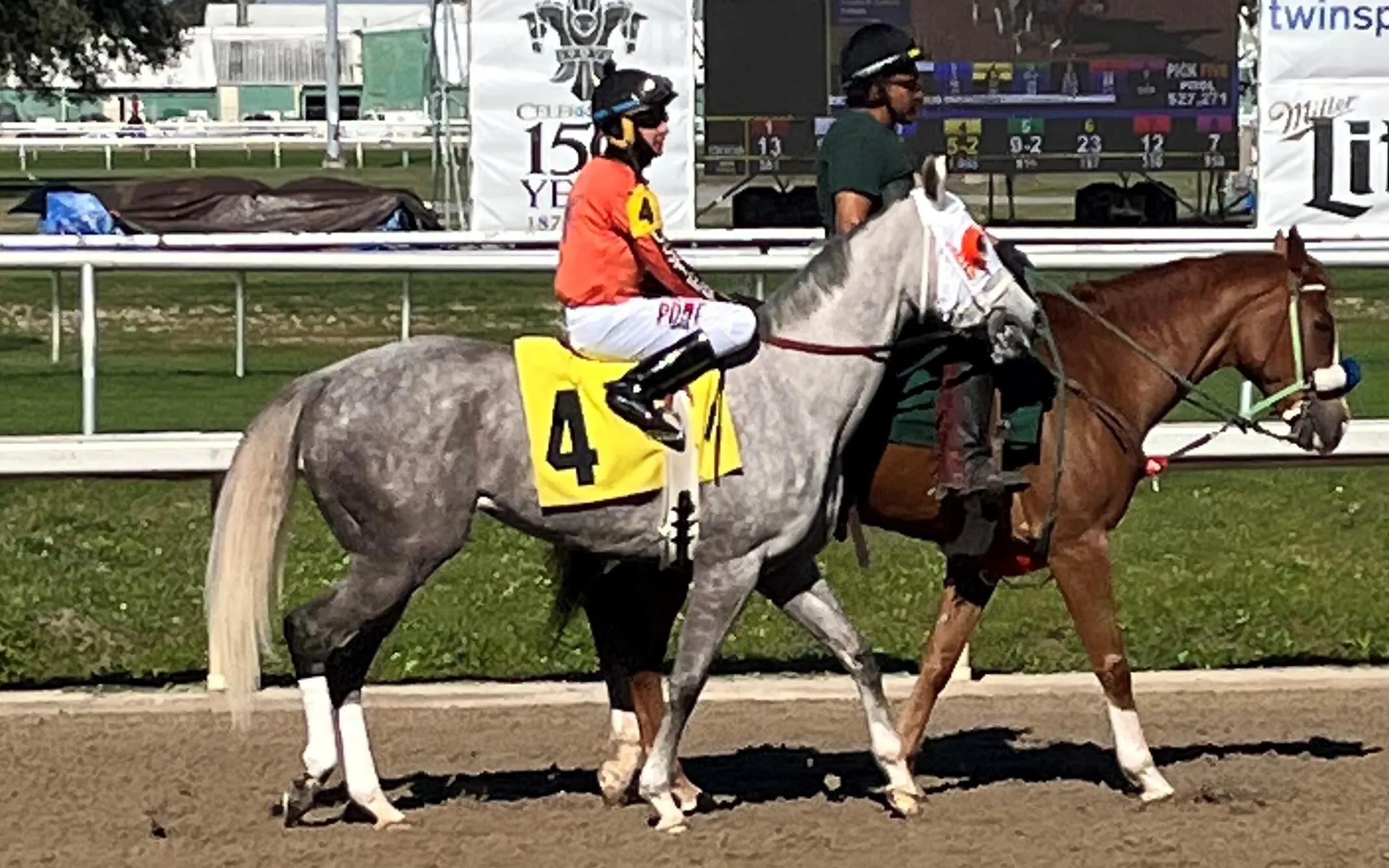 Picture of a dapple gray horse