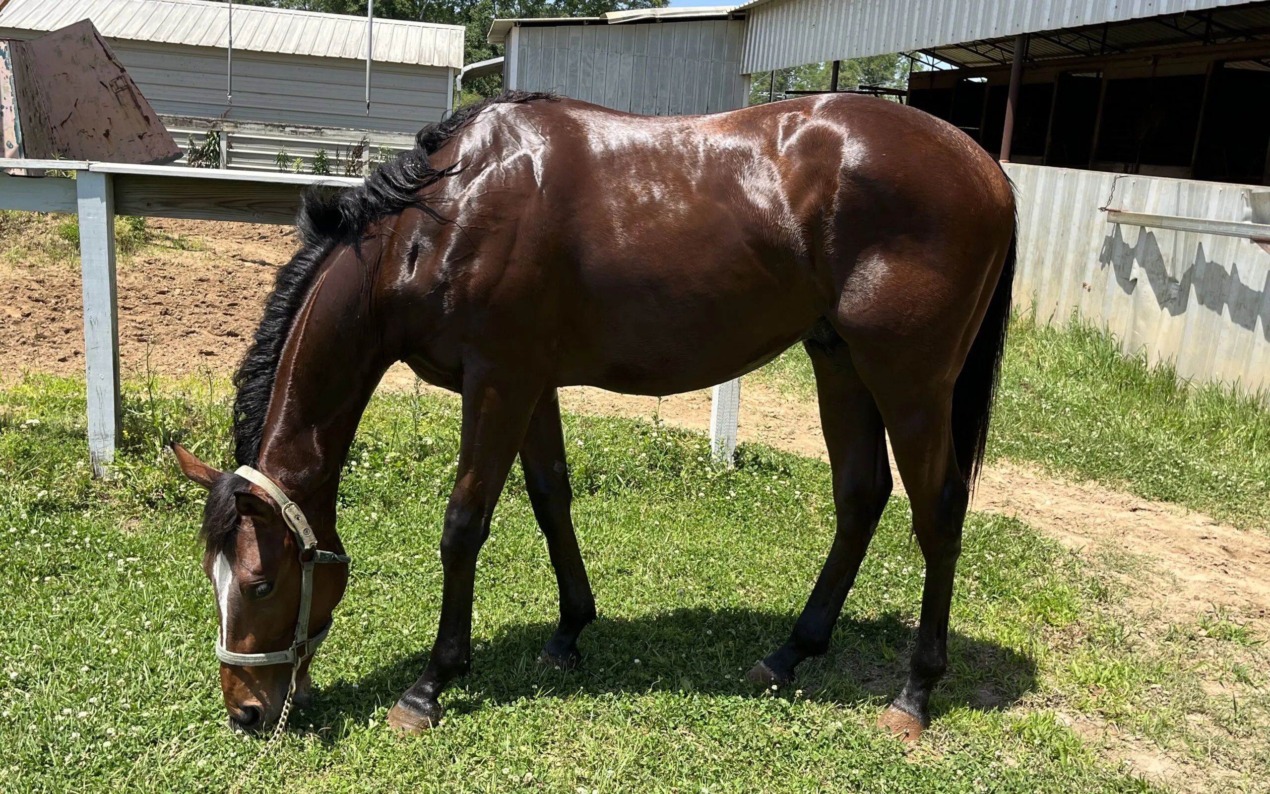 Picture of my horse grazing.