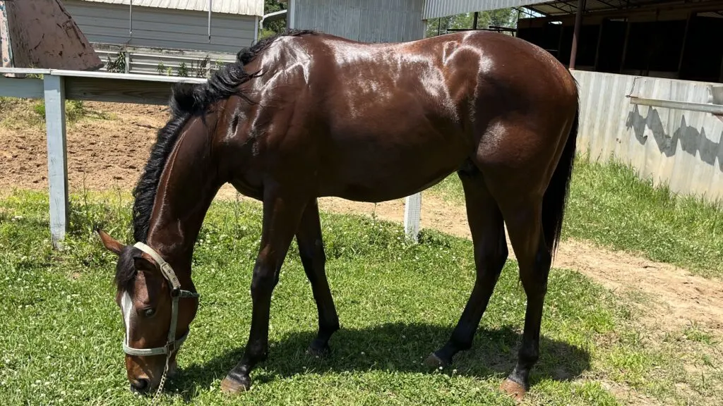 Large muscular stallion, black horse, huge muscles, strong