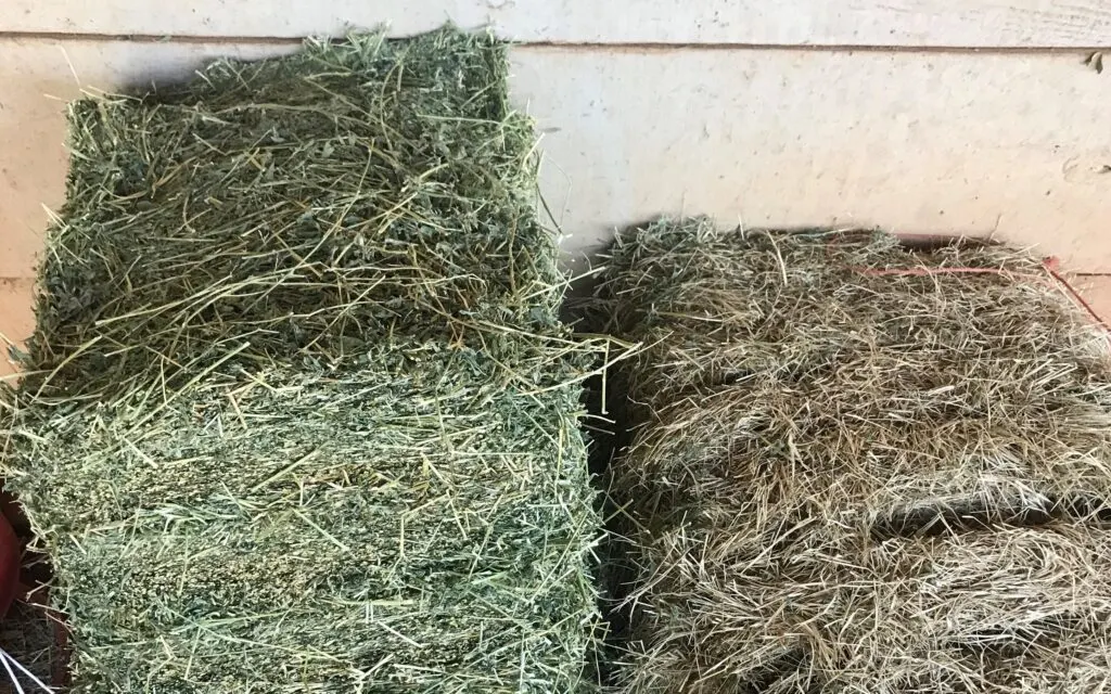 Picture of bermudagrass hay next to alfalfa hay