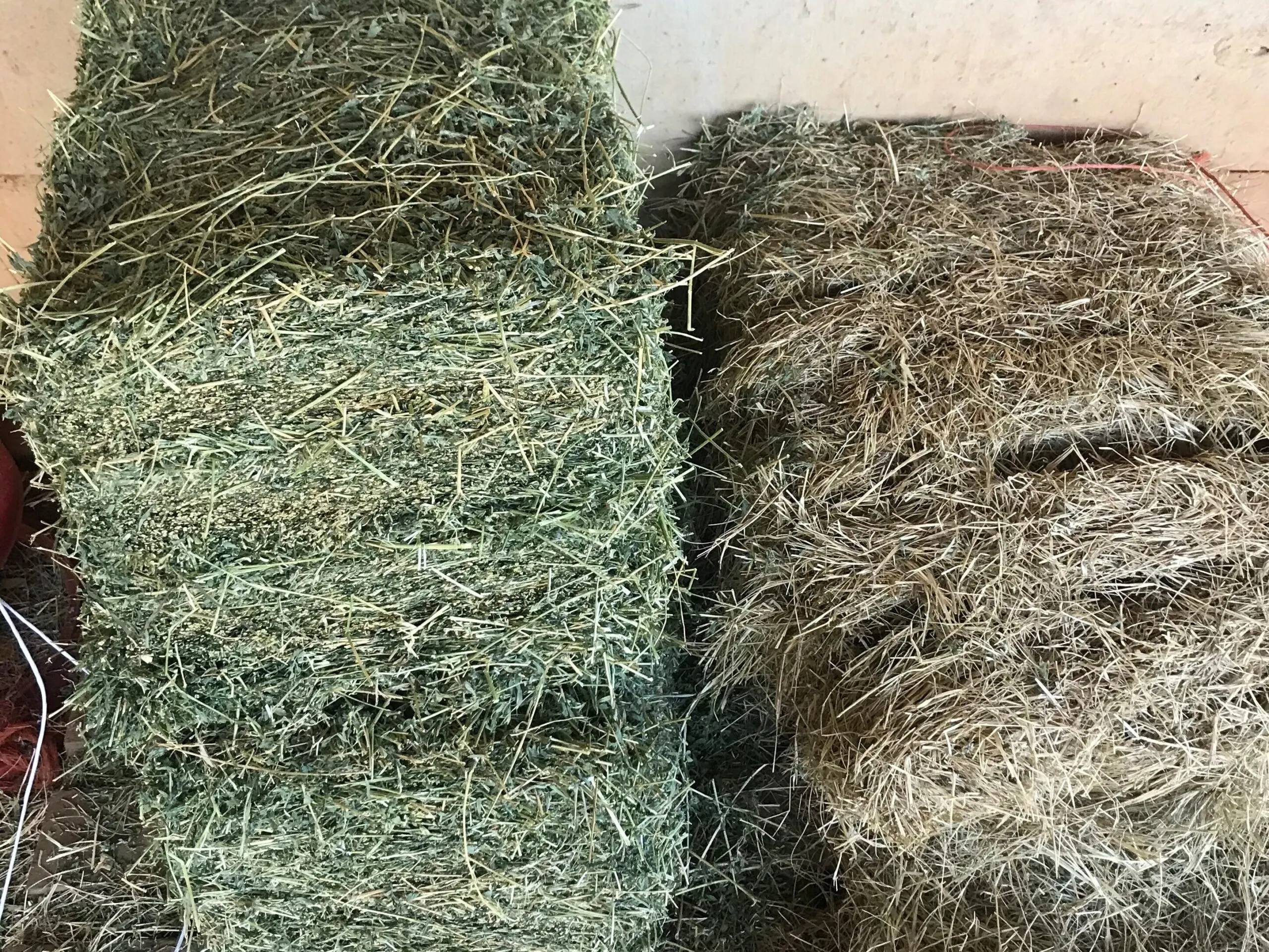 Picture of bermudagrass hay next to alfalfa hay