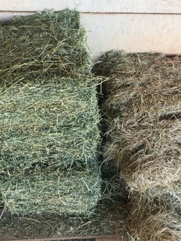 Picture of bermudagrass hay next to alfalfa hay