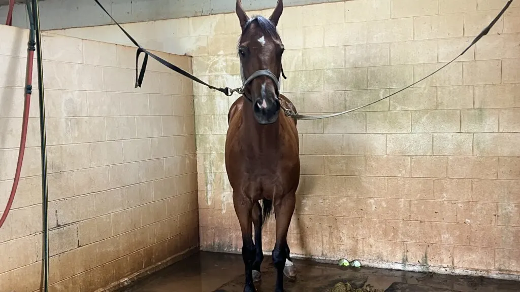 Picture of a horse on cross-ties.