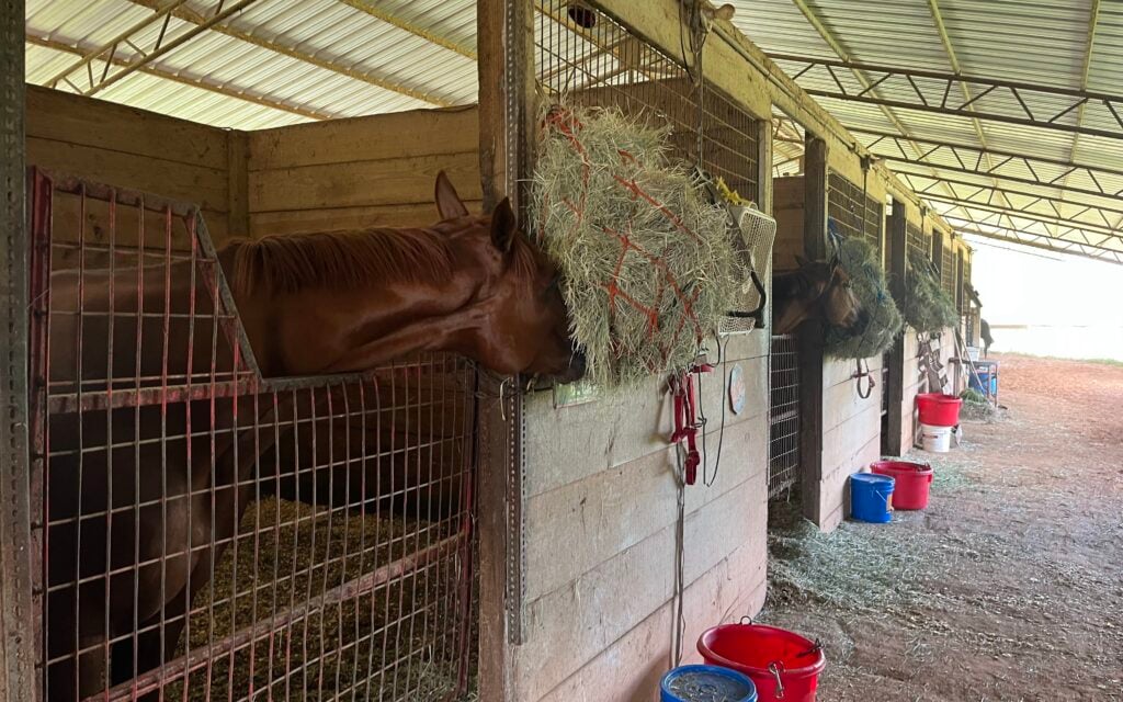 Picture of a horse eating hay from a net.