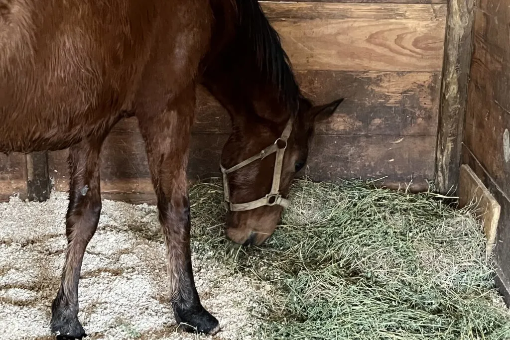 Picture of a horse eating hay.