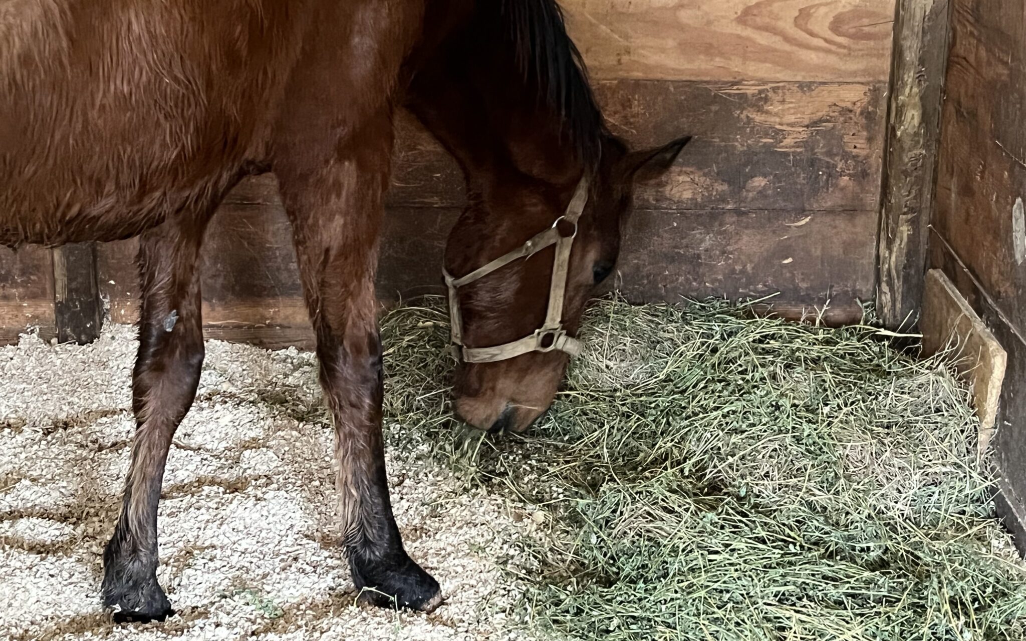 Horse Hay How Long Will A Bale Last For One Horse?