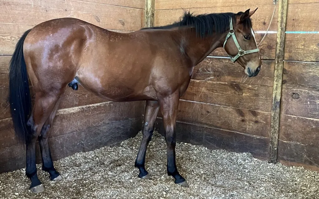 Picture of our horse in a stall.