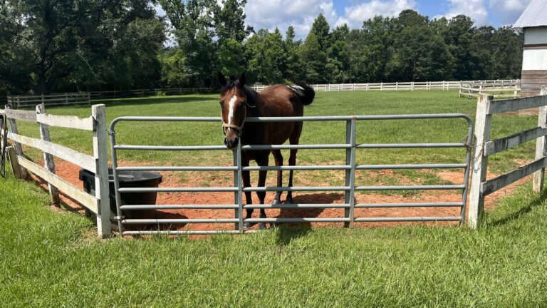 What Are Horse Paddocks? Their Uses, Sizes, And Cost.
