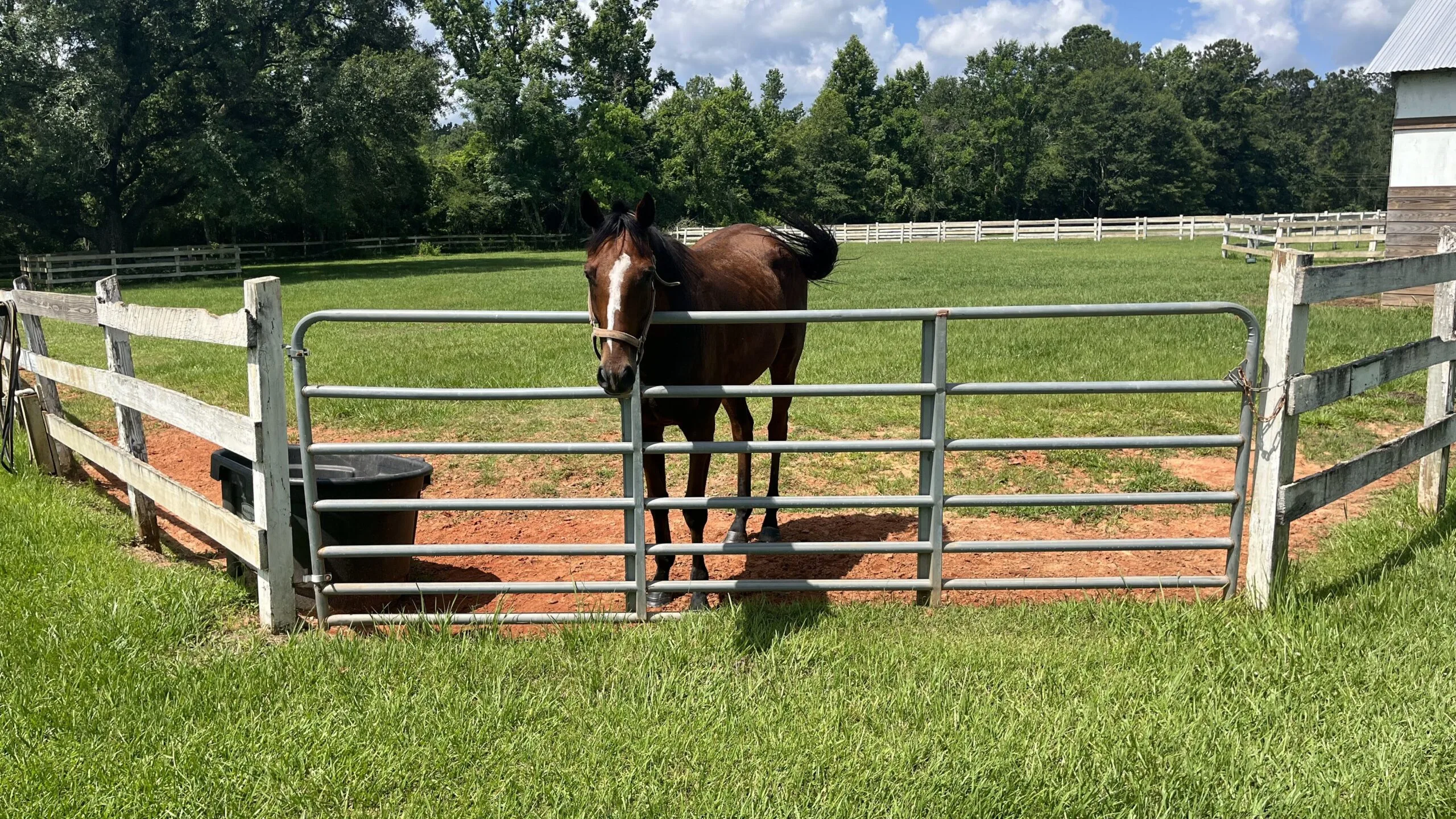 Picture of one horse in a paddock