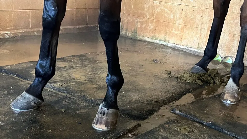 Picture of a racehorse with shoes. 