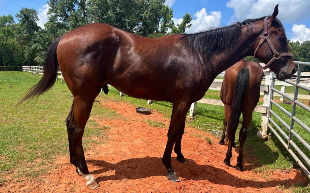 Picture of a young thoroughbred stallion with poor feet.