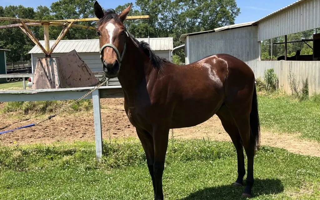 Picture of a two year old thoroughbred in training