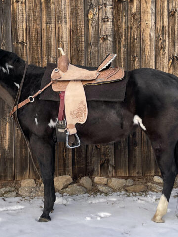 Picture of a paint horse with a western saddle.