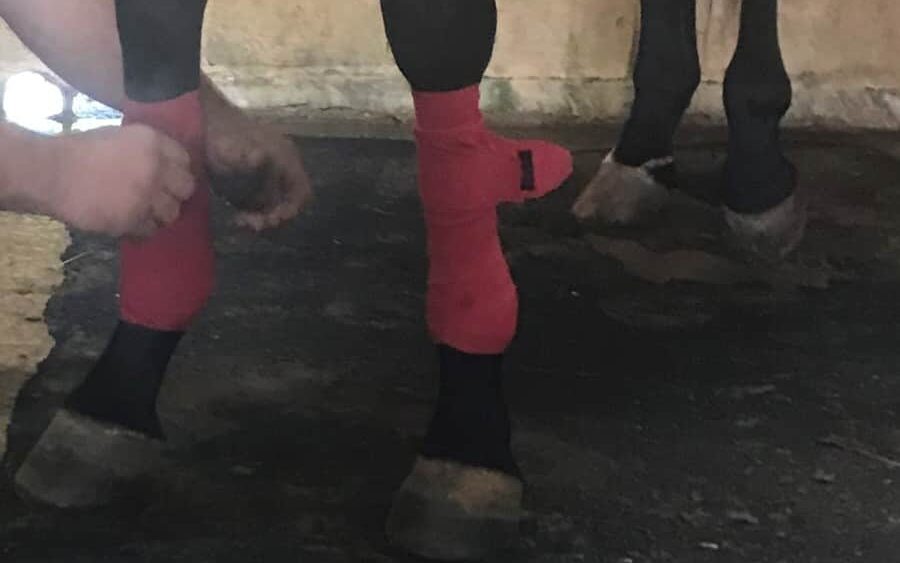 Picture of a racehorses' legs getting wrapped before a workout.