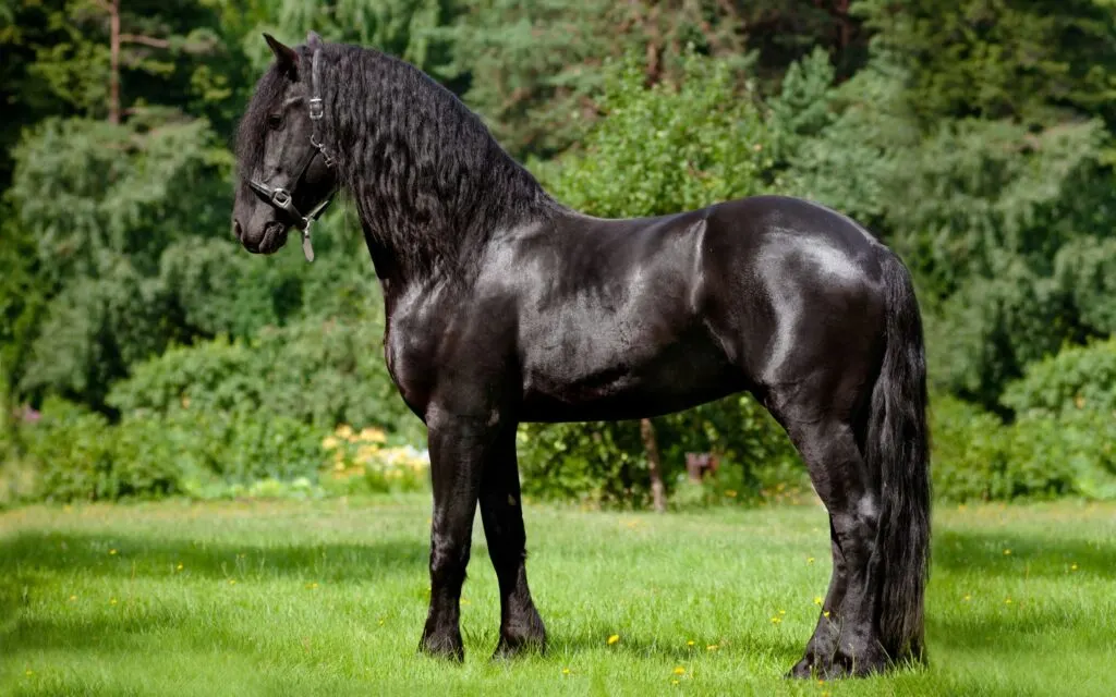 Picture of a balck Friesian horse with a long mane and tail. 