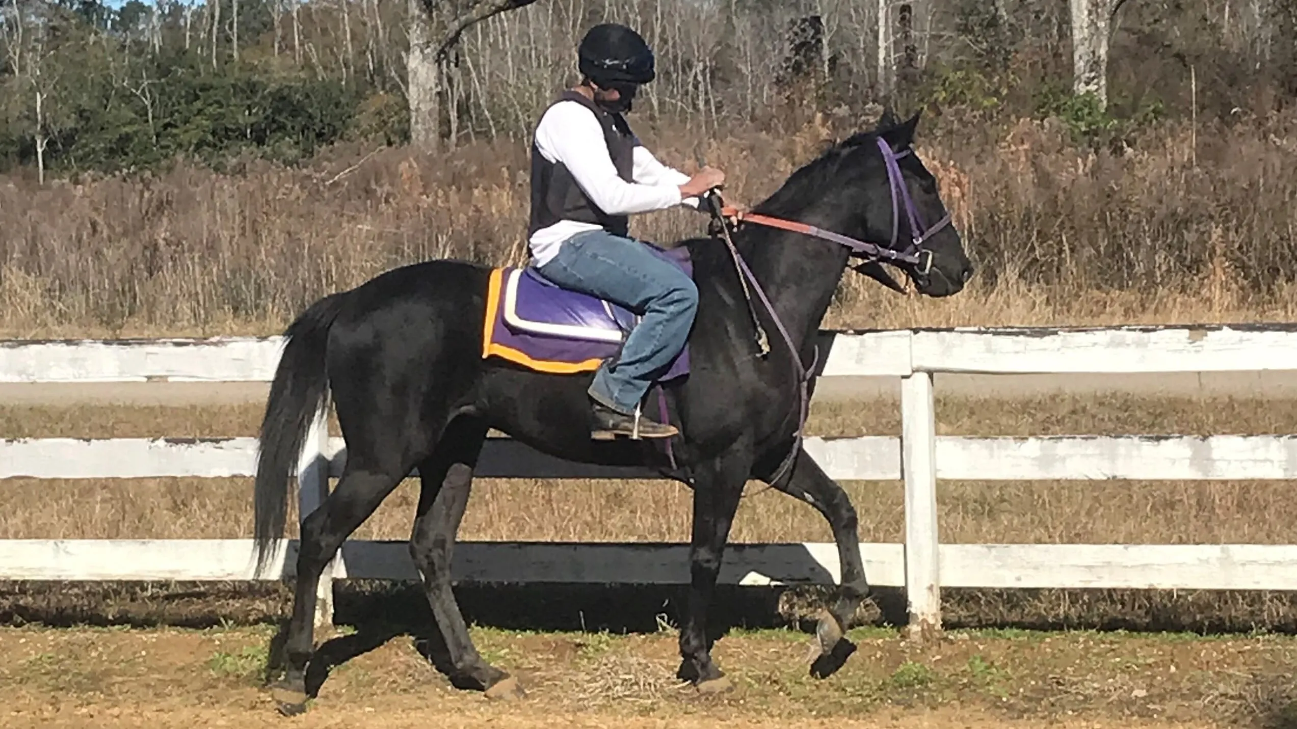 Picture of a black race horse