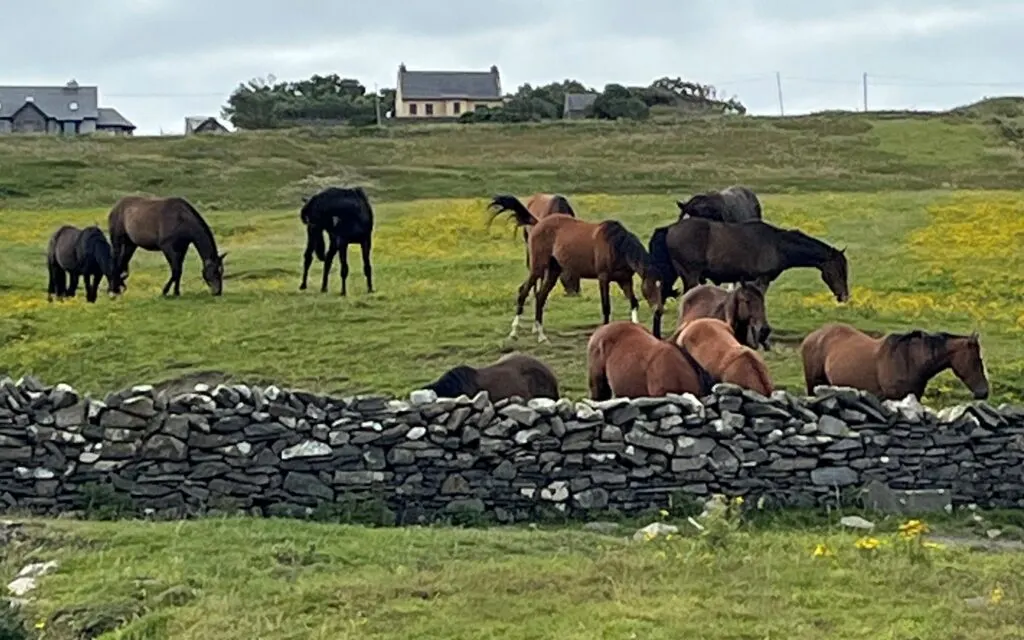 Picture of horses in a field. 