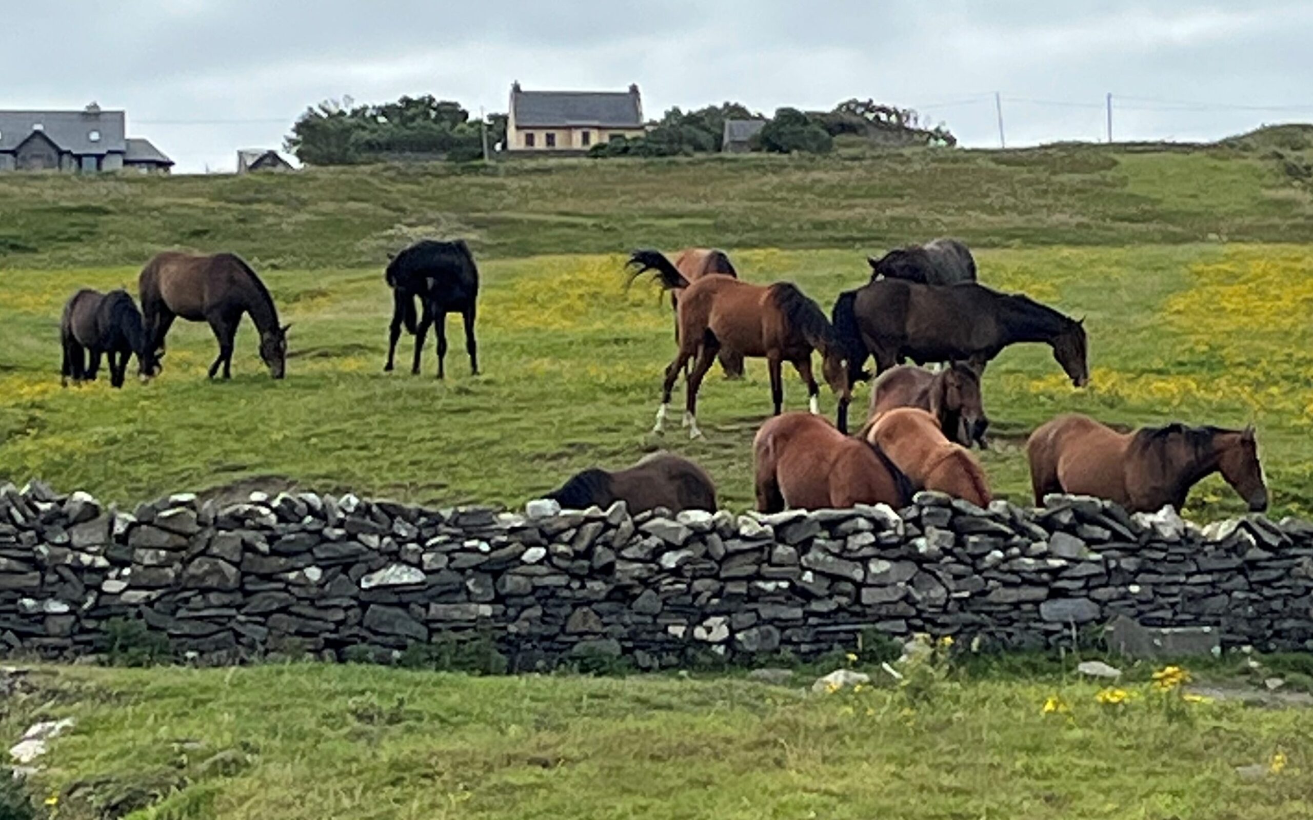 horse on the Irish plain