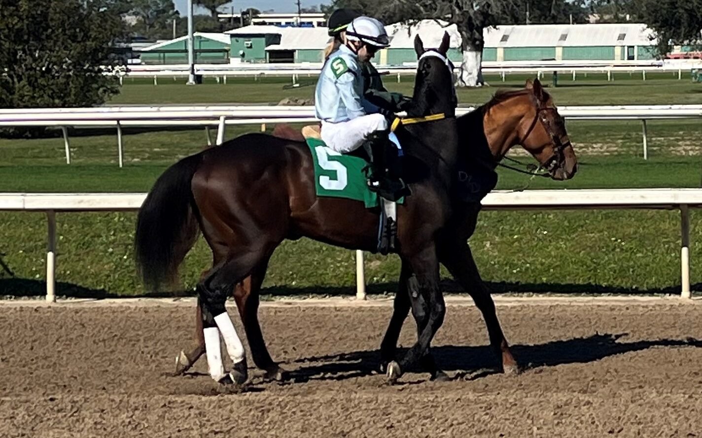 Picture of a race horse with rear leg wraps.