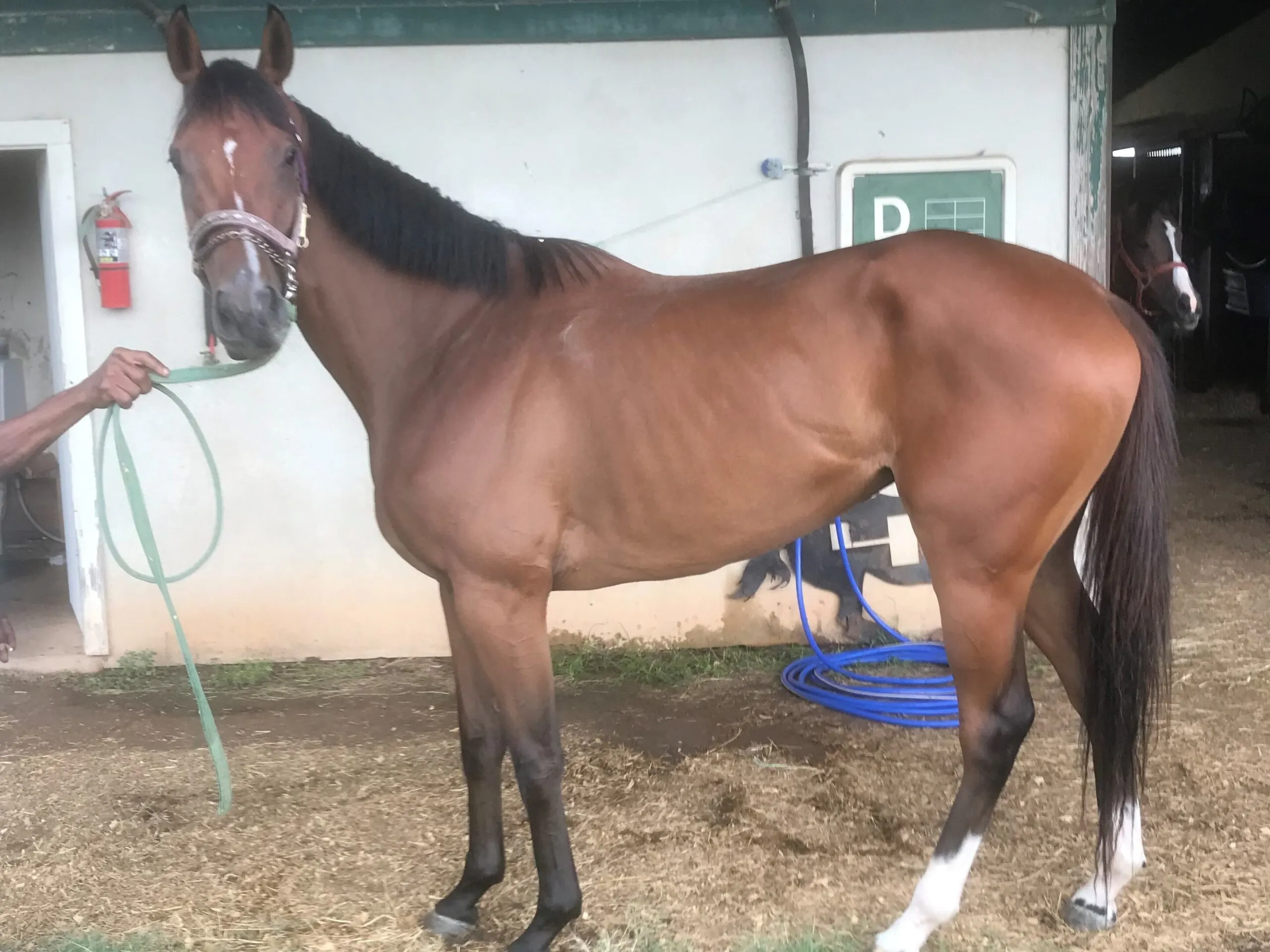 Picture of a three-year-old racing filly I recently bought.