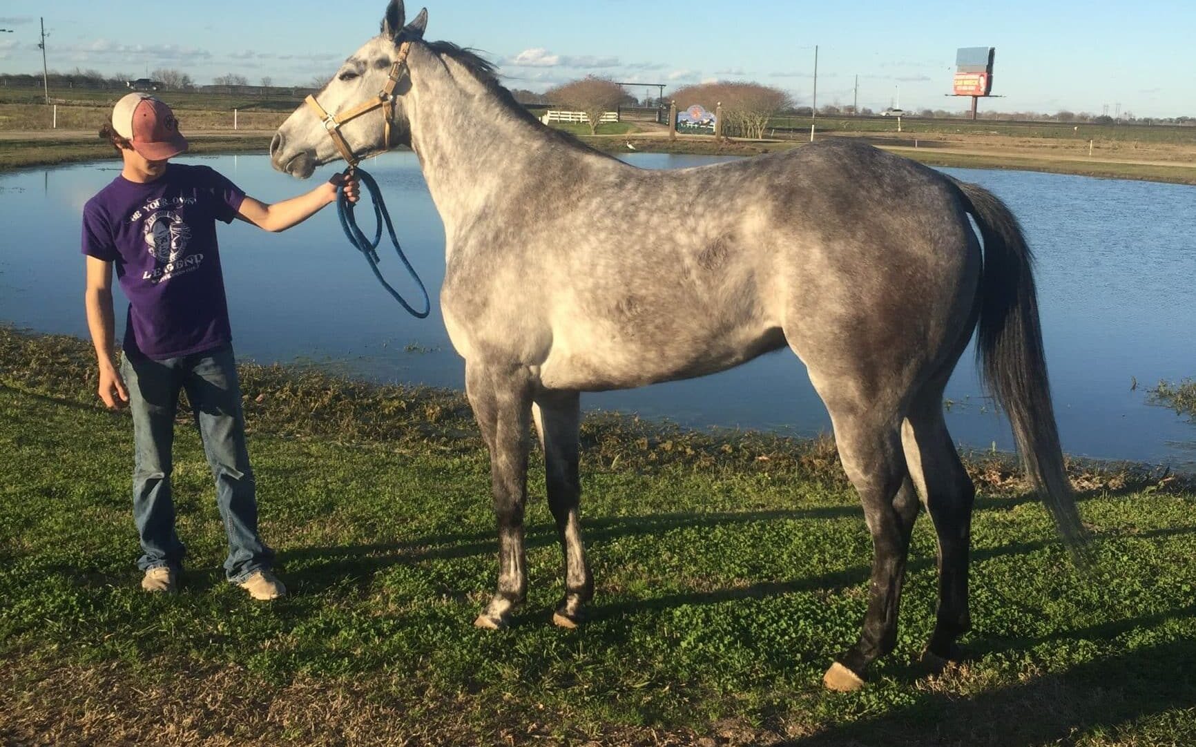 Picture of a quarter horse.