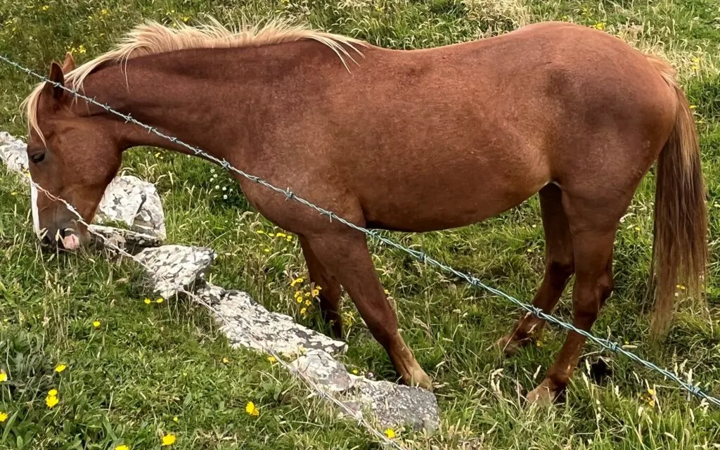 Picture of a sorrel horse with a flaxen mane sticking its head through a barb wire fence.