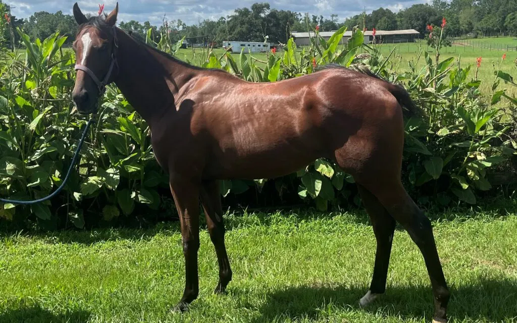 Picture of a thoroughbred stallion, eating grass, their protein source.