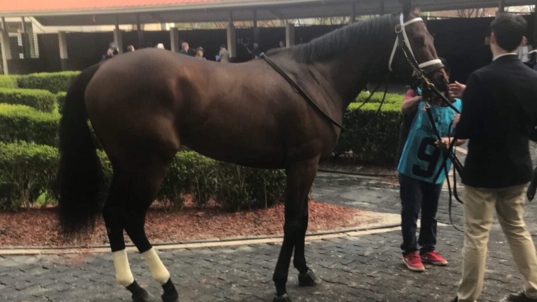 How Much Do Horses Weigh? Horse Weight By Breed And Class