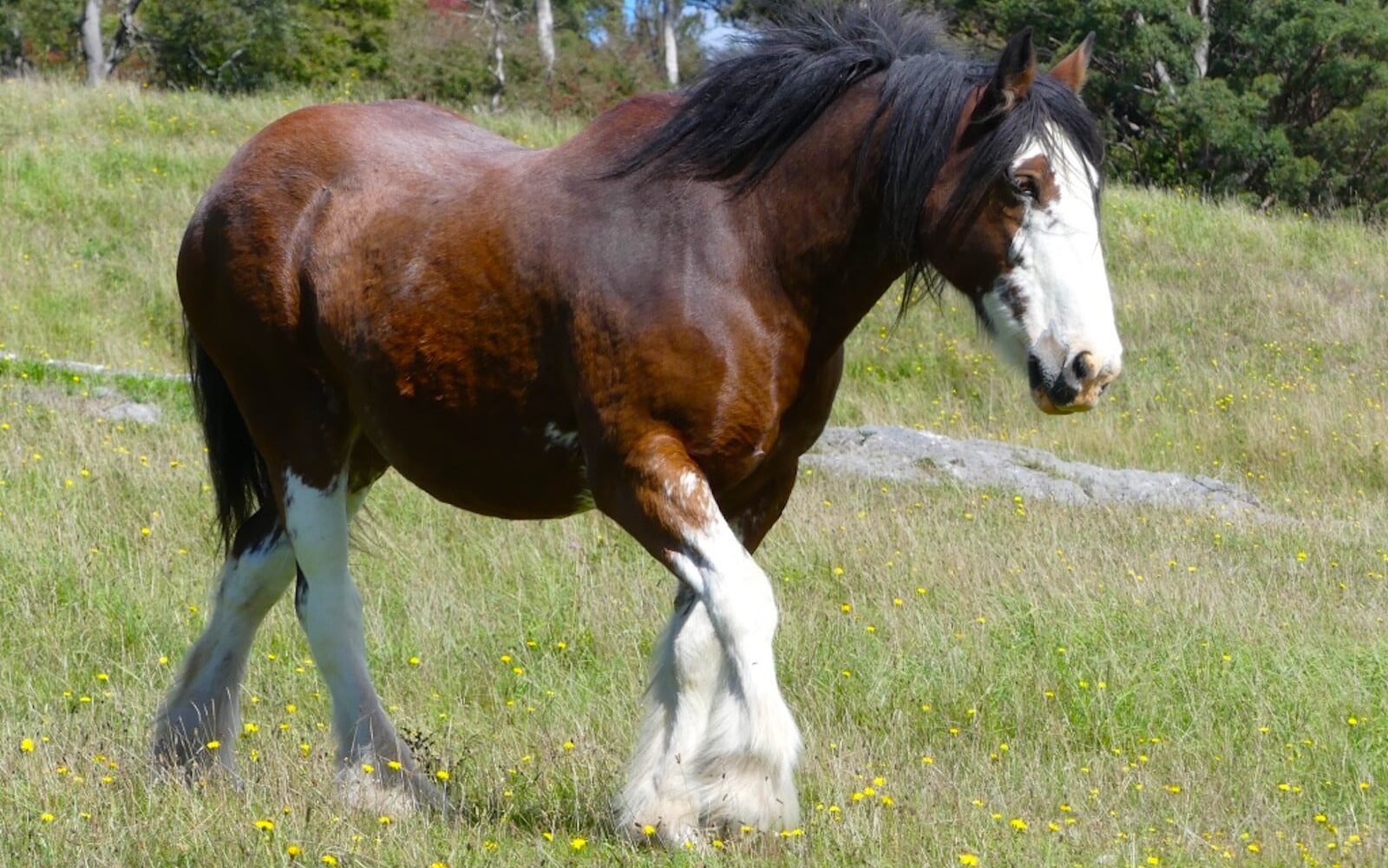 Picture of a cold blood draft horse.