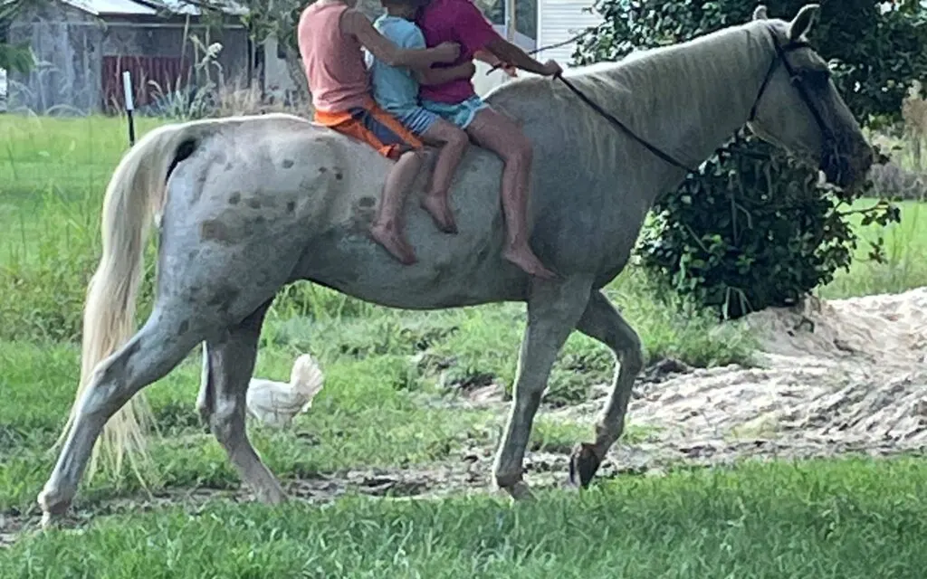 Picture of an almost white appaloosa being ridden by three children.