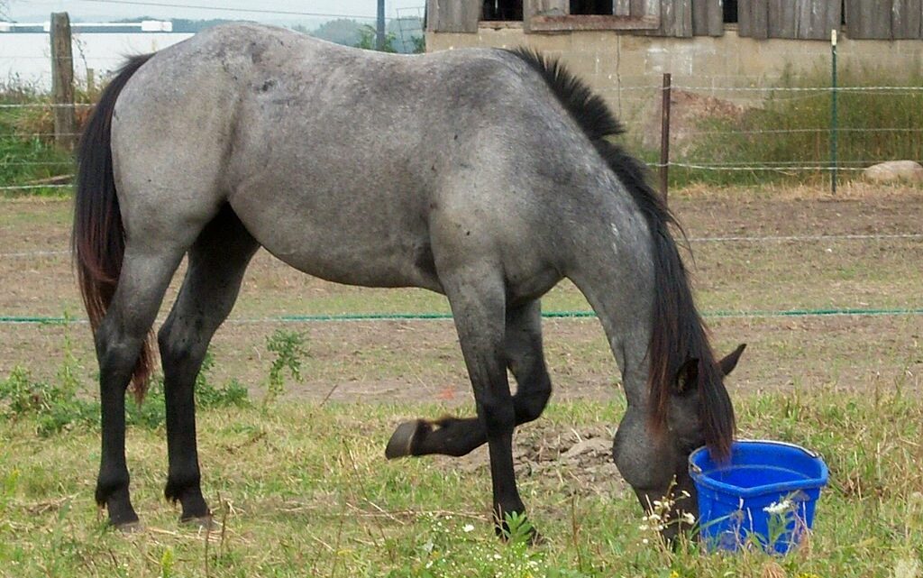Picture of a blue roan quarter horse with its head in a bucket.