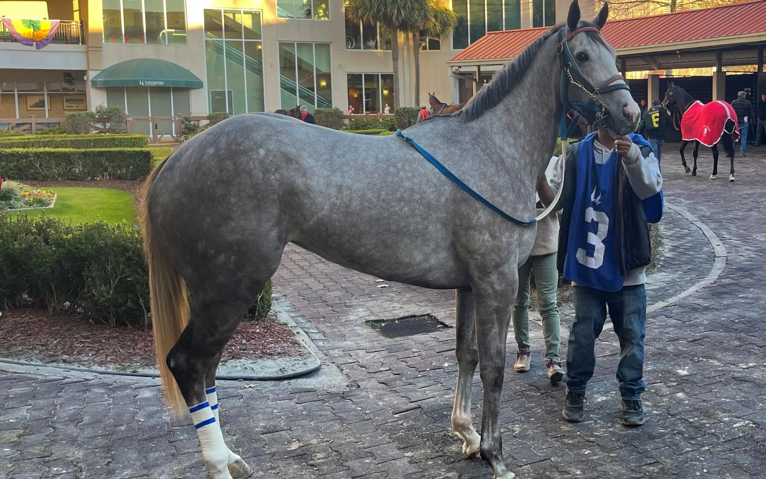 Picture of a dapple gray girl horse