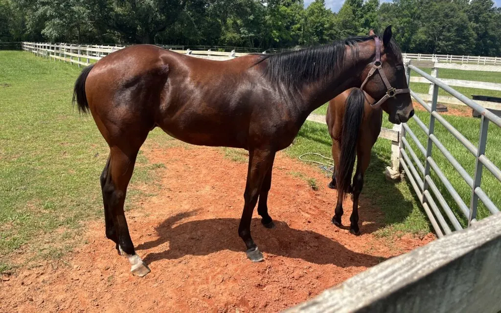 Picture of a horse standing still in a pasture.